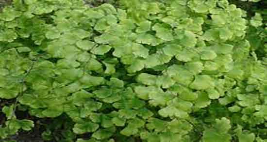 پرسیاوشان برای نوزاد و خاصیت خوردن پرسیاوشان برای کودکان چیه پرسیاوشان برای نوزاد ؛ خاصیت خوردن پرسیاوشان برای کودکان چیه