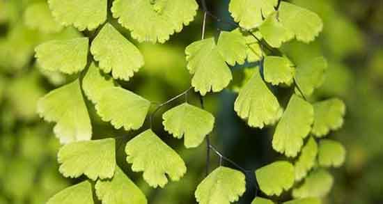 پرسیاوشان برای چه خوبه و ایا پرسیاوشان برای اسم شدید کودکان مفیده پرسیاوشان برای چه خوبه ؛ ایا پرسیاوشان برای اسم شدید کودکان مفیده