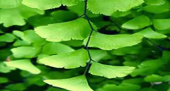 پرسیاوشان مرزنجوش بابونه عسل ؛ ترکیب پرسیاوشان مرزنجوش بابونه چیه