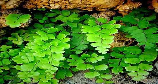 پرسیاوشان و معده و خاصیت خوردن پرسیاوشان برای کنترل زخم معده پرسیاوشان و معده ؛ خاصیت خوردن پرسیاوشان برای کنترل زخم معده