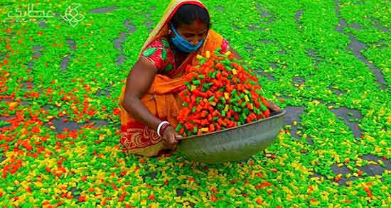 پفک هندی و رنگ ادرار و ایا مصرف پفک هندی برای در رنگ ادرار تاثیر دارد پفک هندی و رنگ ادرار ؛ ایا مصرف پفک هندی برای در رنگ ادرار تاثیر دارد