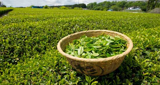 چای سبز چیست ؛ همه چیز درباره چای سبز و خواص آن