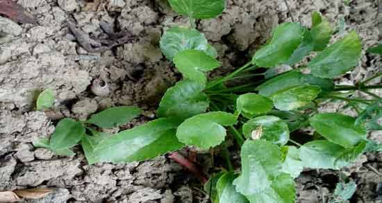 چوچاق و دیابت ؛ خواص و مضرات سبزی چوچاق برای افراد دیابتی