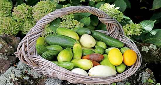 چگونه تلخی خیار را بگیریم ؛ دستور گرفتن تلخی خیار برای خیار شور