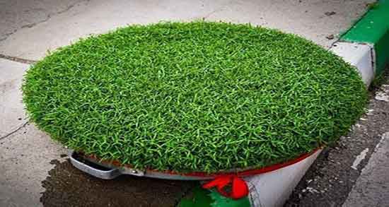 کاشت سبزه گاودانه ؛ دستور کاشت سبزه گاودانه برای عید چگونه است