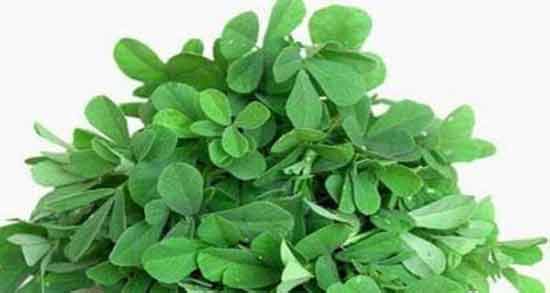 کالری برگ شنبلیله ؛ چه میزان کالری در برگ شنبلیله وجود دارد؟