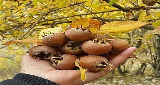 کالری کندس ؛ میزان کالری چند عدد کندس برای بدن چقدر است