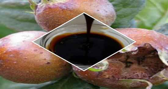 کندس برای بارداری ؛ فواید مصرف کندس برای زنان باردار چیست