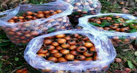 کندس برای چی خوبه ؛ تاثیر استفاده از کندس برای لاغری شکم و پهلو