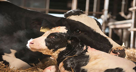 کیا با زهله گاو باردار شدن و ایا میشود با استفاده از زهله گاو باردار شد کیا با زهله گاو باردار شدن ؛ ایا میشود با استفاده از زهله گاو باردار شد