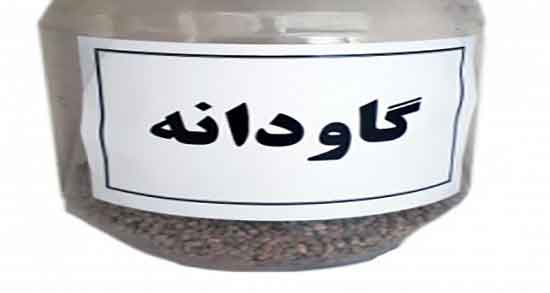 گاودانه برای چیست ؛ خاصیت و عوارض مصرف گاودانه تازه برای حیوانات