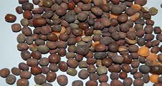 گاودانه برای کفتر و ایا دادن گاودانه به کبوتران مفید است + خاصیت گاودانه گاودانه برای کفتر ؛ ایا دادن گاودانه به کبوتران مفید است + خاصیت گاودانه