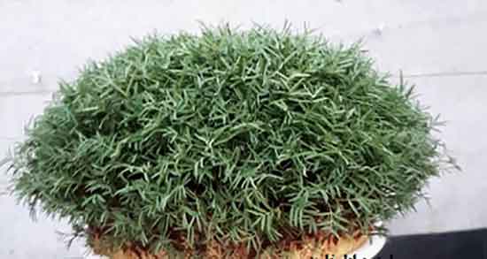 گاودانه چیست ؛ تعبیر خواب گاودانه چیست + طبع گاودانه سرد است یا گرم