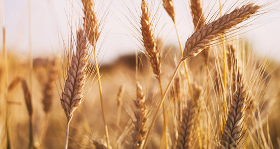 گندم در خواب نشانه چیست ، معنی دیدن گندم در خواب های ما چیست