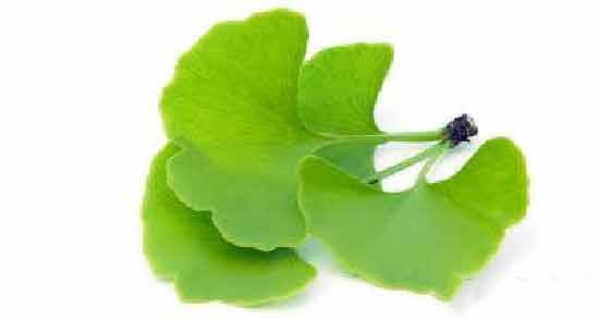 گیاه جینکوبیلوبا در طب سنتی ؛ خاصیت درمانی گیاه جینکوبیلوبا از دیدگاه طب سنتی
