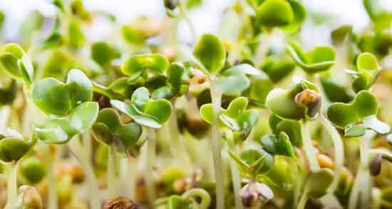 گیاه قره ماش و همه چیز درباره خواص و مضرات گیاه قره ماش گیاه قره ماش ؛ همه چیز درباره خواص و مضرات گیاه قره ماش