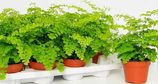 گیاه پرسیاوشان ؛ خاصیت و عوارض مصرف گیاه پرسیاوشان چیست
