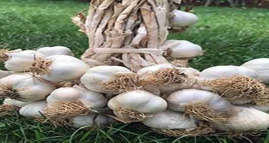 فواید معجون سیر و لیمو ؛ خواص معجون سیر و لیمو و عسل برای گلو درد
