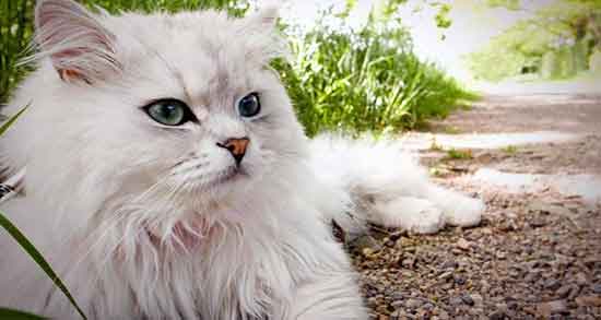 تعبیر خواب اذان گفتن گربه ، معنی اذان گفتن گربه در خواب های ما چیست
