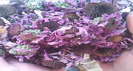 سرخارگل و یبوست ؛ خاصیت مصرف سرخارگل برای درمان یبوست اطفال سرخارگل و یبوست ؛ خاصیت مصرف سرخارگل برای درمان یبوست اطفال