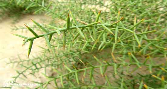 خواص خارشتر برای کبد چرب ؛ خاصیت خارشتر برای کاهش چربی کبد
