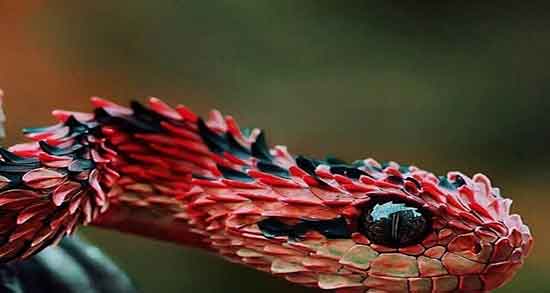 تعبیر خواب مار از نظر قرآن و ابن سیرین و یوسف نبی و مار آبی و خاکستری و کبری فال و خواب تعبیر خواب مار از نظر قرآن و ابن سیرین و یوسف نبی و مار آبی و خاکستری و کبری فال و خواب