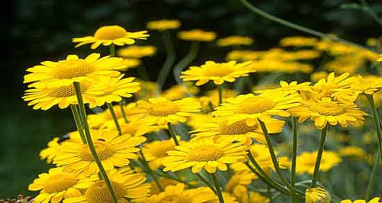 آیا بخور بابونه در بارداری مضر است ؛ عوارض استفاده از بخور بابونه برای بدن