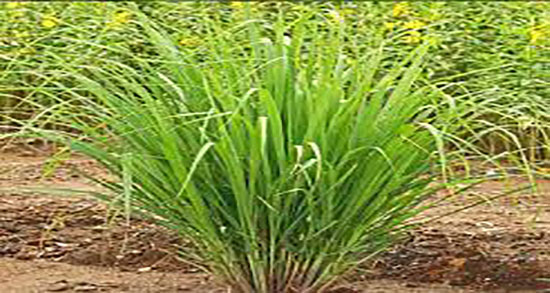 اذخر برای کیست ؛ ایا خوردن گیاه اذخر باعث اب شدن کیست میشود