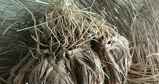 اذخر در بارداری ؛ مصرف دارویی گیاه اذخر در دوران بارداری زنان