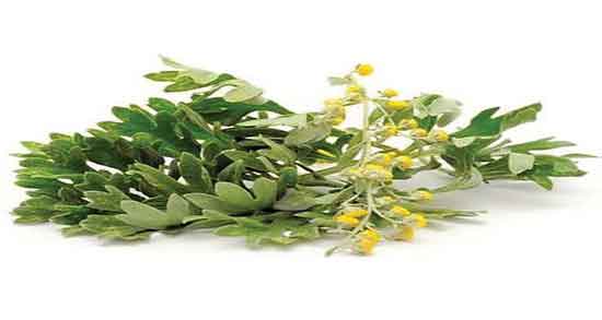 افسنطین برای بارداری ؛ چرا زنان باردار نباید دمنوش افسنطین بخورند