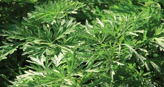 افسنطین برای سرطان ؛ خاصیت خوردن افسنطین برای درمان سرطان معده