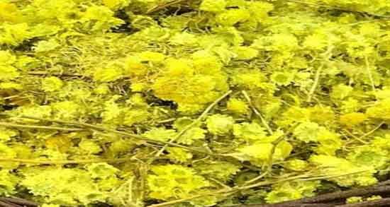 افسنطین برای کلیه ؛ تاثیر مصرف افسنطین برای درمان سنگ کلیه