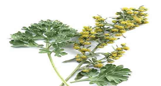 افسنطین و لاغری ؛ خاصیت مصرف افسنطین برای چربی سوزی شکم