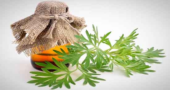 افسنطین+سرطان ؛ خاصیت مصرف افسنطین شیرین برای درمان سرطان