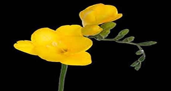 انواع گل زرد ؛ تفاوت گل های زرد در چیست + خواص گل زرد برای کودکان