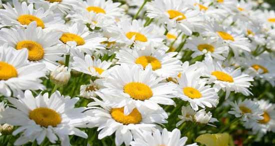 ایا بابونه برای معده ضرر دارد ؛ بررسی عوارض و مضرات خوردن بابونه برای معده