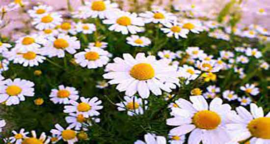 بابونه برای اسهال ؛ ایا مصرف بابونه برای درمان اسهال اطفال مفید است