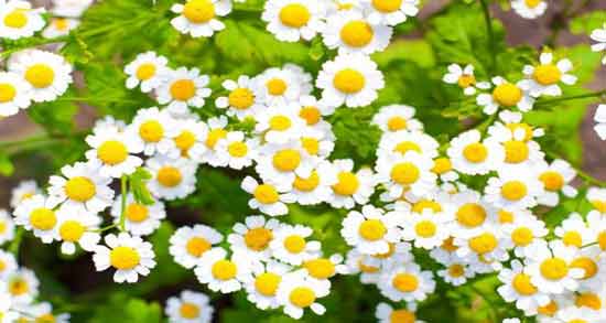 بابونه برای اعصاب نی نی سایت و خاصیت مصرف بابونه برای آرامش اعصاب بابونه برای اعصاب نی نی سایت ؛ خاصیت مصرف بابونه برای آرامش اعصاب