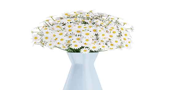 بابونه خشک چه شکلیه ؛ خواص بابونه خشک برای اسهال شدید