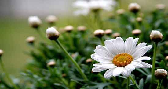 بابونه شیرازی برای معده ؛ خاصیت بابونه شیرازی برای درمان زخم معده