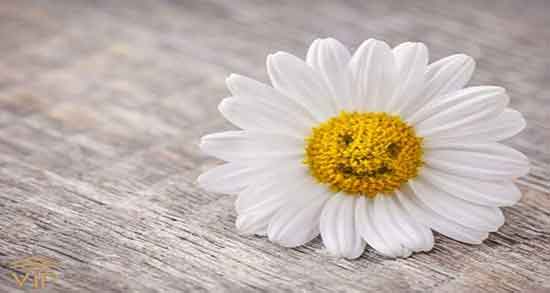 بابونه و لاغری شکم ؛ فواید مصرف بابونه برای چربی سوزی شکم و پهلو