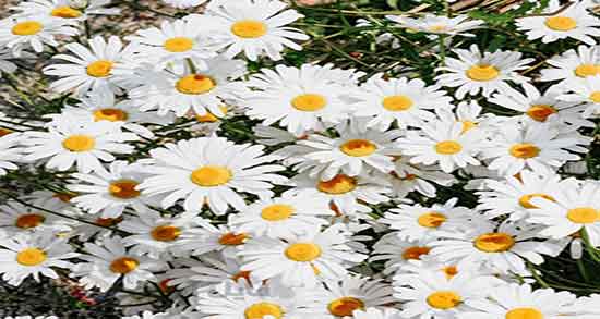 بخور بابونه برای سردرد ؛ ایا بخور بابونه برای میگرن شدید مفید است