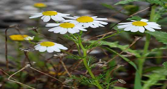 بخور بابونه برای سرفه ؛ فواید مصرف بخور بابونه برای درمان تنگی نفس