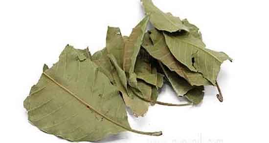 برگ انبه از کجا بخریم ؛ از کجا برگ انبه را تهیه کنیم + برگ انبه در فروشگاه