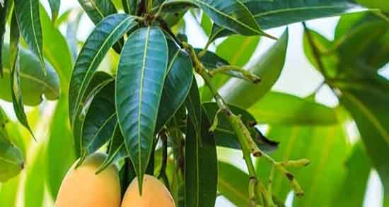برگ انبه در بارداری ؛ درمان گیاهی دیابت بارداری با مصرف برگ انبه