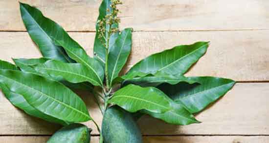 برگ انبه در دیابت ؛ خاصیت مصرف برگ انبه برای درمان قند خون زنان باردار