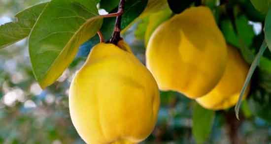 به دانه برای درمان سرفه ؛ نحوه مصرف به دانه برای گرفتگی صدا
