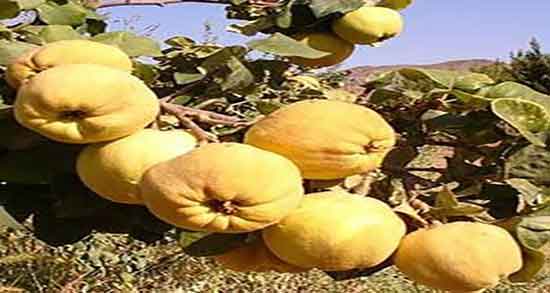 به دانه برای سرماخوردگی ؛ خاصیت دمنوش به دانه برای درمان گلو درد