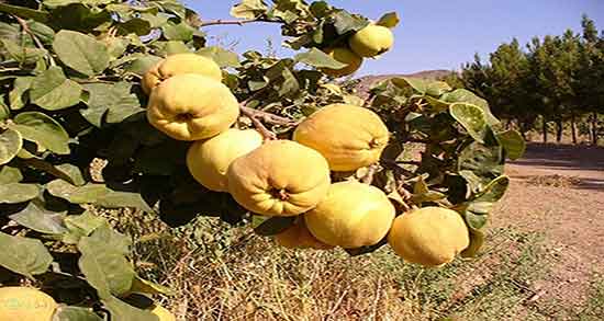 به دانه برای نوزاد ؛ طریقه مصرف به دانه برای گرفتگی صدای نوزادان