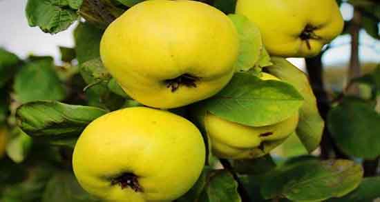 به دانه و گلاب ؛ ترکیب مفید به دانه و گلاب برای التهاب های پوستی